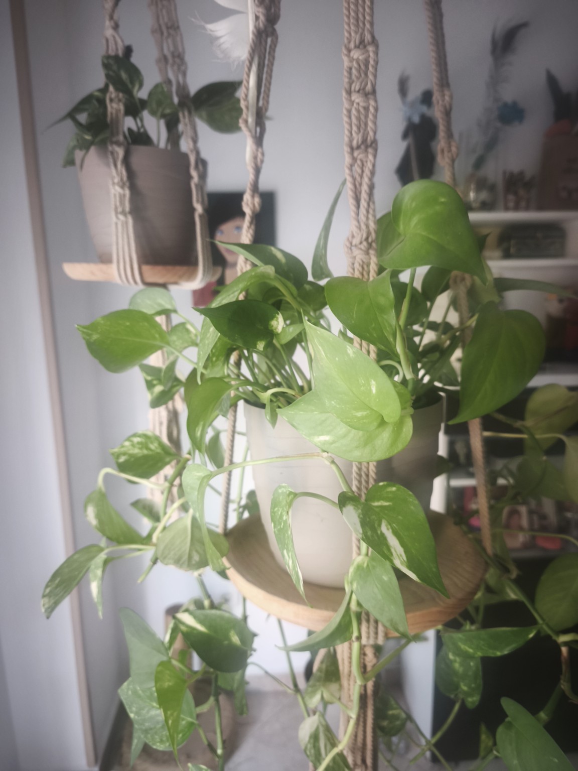 Plants